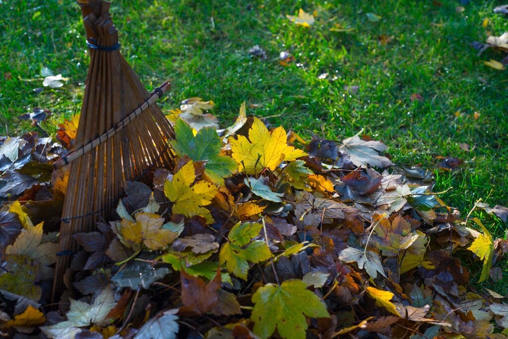 Leaves raked into a pile