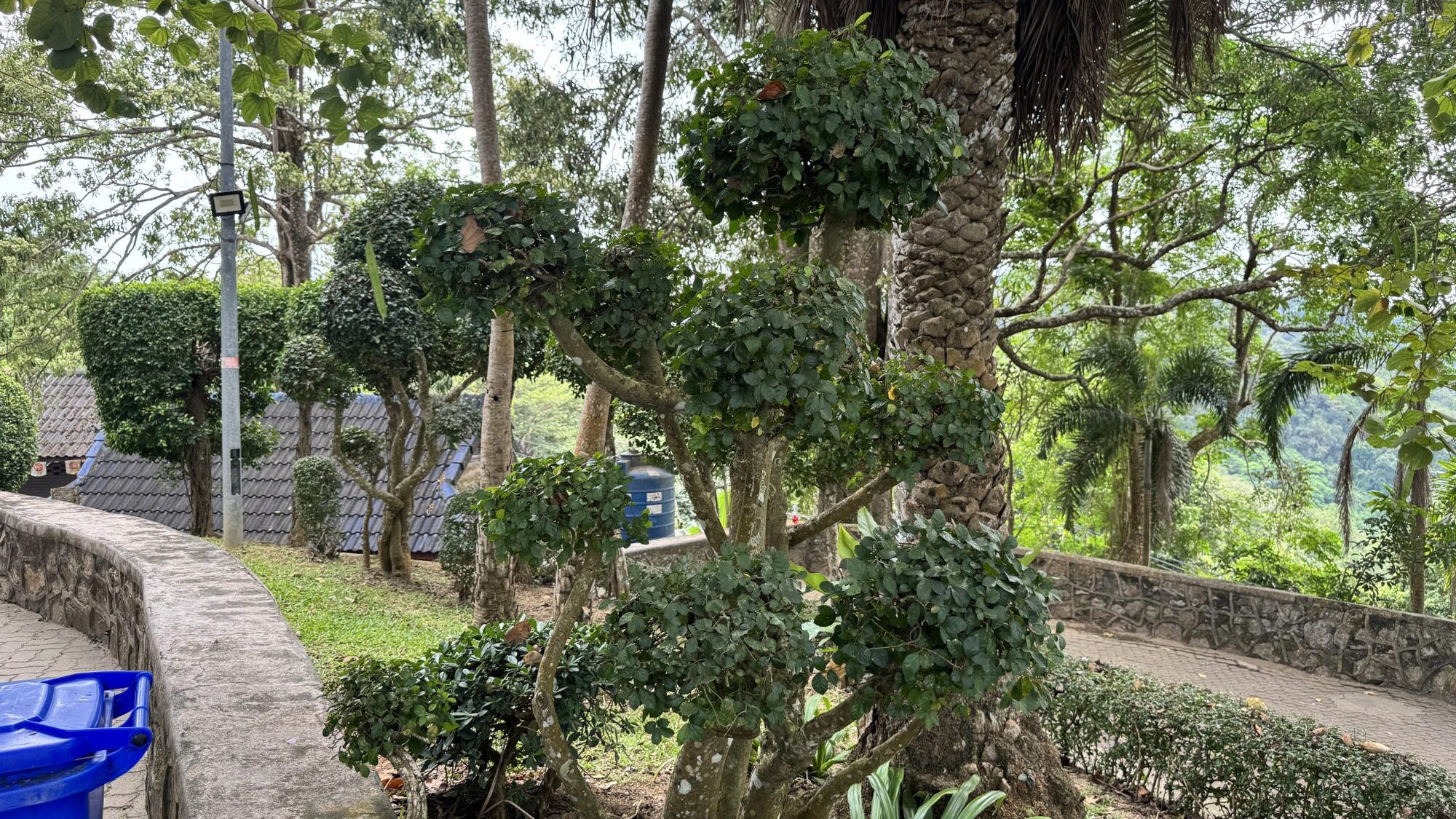 Rounded topiary shrubs along a garden path